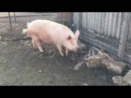Поросенок упала на ноги
