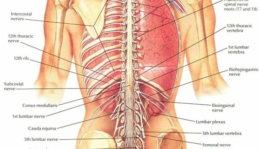 Органы в пояснице. Органы со спины. Строение органов человека со спины. Анатомия человека со спины органы.
