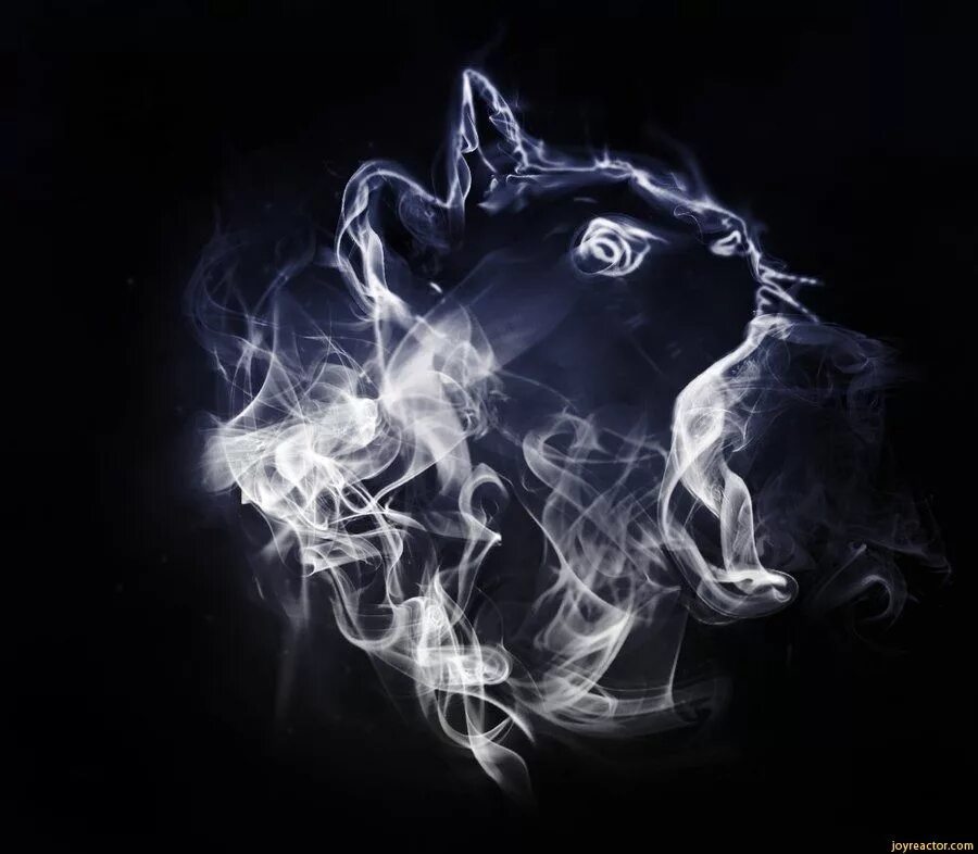 Кошечка дымка. Черная кошка на белом фоне. Кот в дыму. Кот с кольцом дыма. Черная кошка на прозрачном фоне.