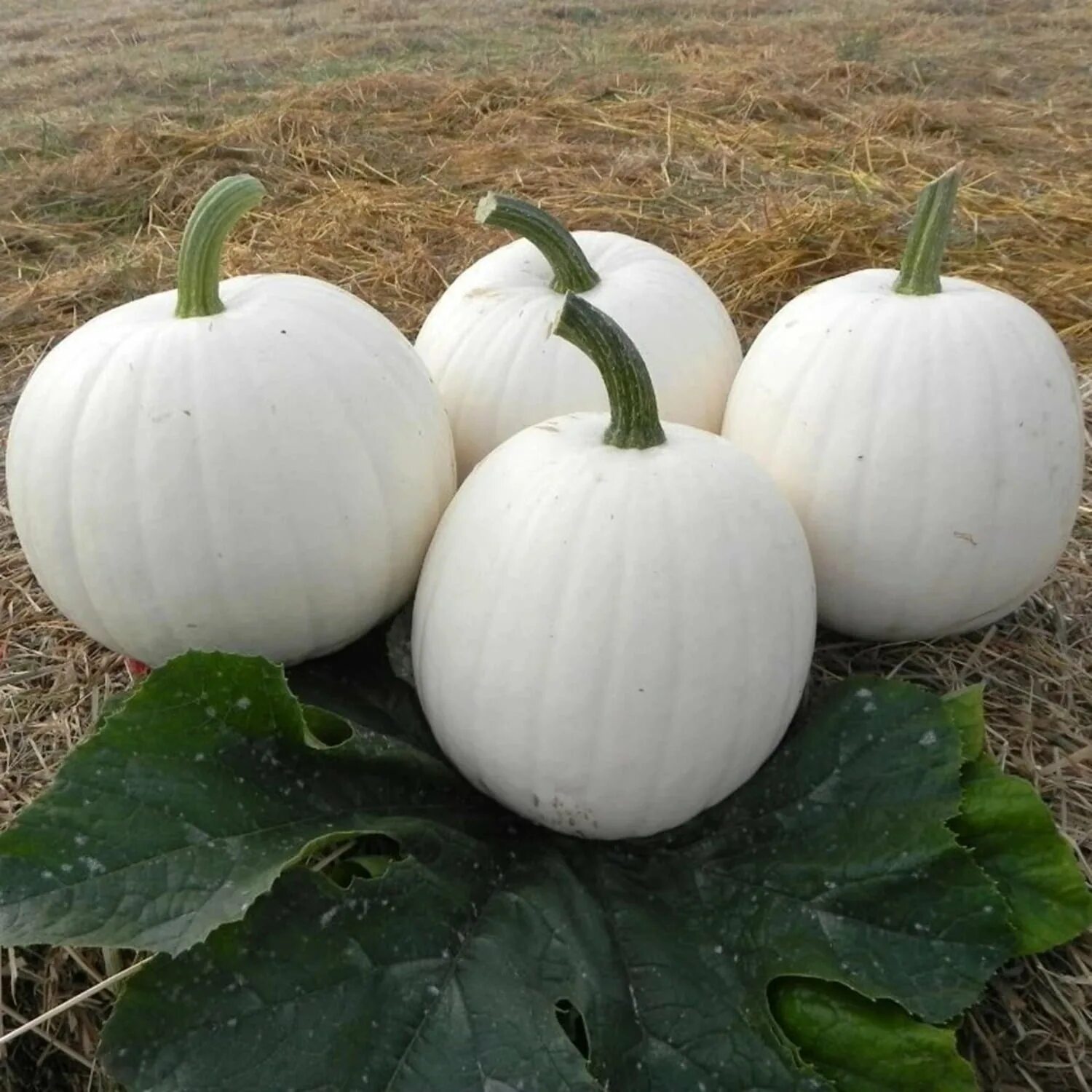 Белая тыква сорт. Pumpkin moonshine f1. тыква бурская белая. тыква сквош уайт. тыква белая сквош уайт.