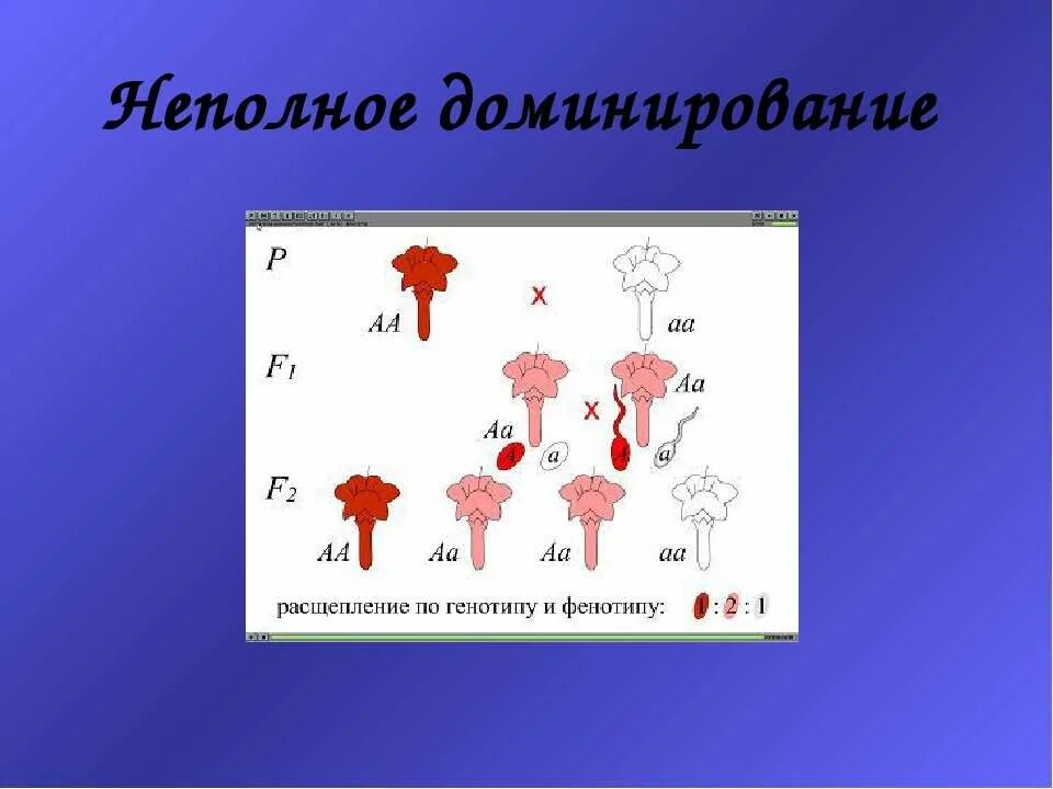 Неполное доминирование расщепление по генотипу. Неполное доминирование. неполное доминирование генотип. неполное доминирование расщепление. закон неполного доминирования менделя.