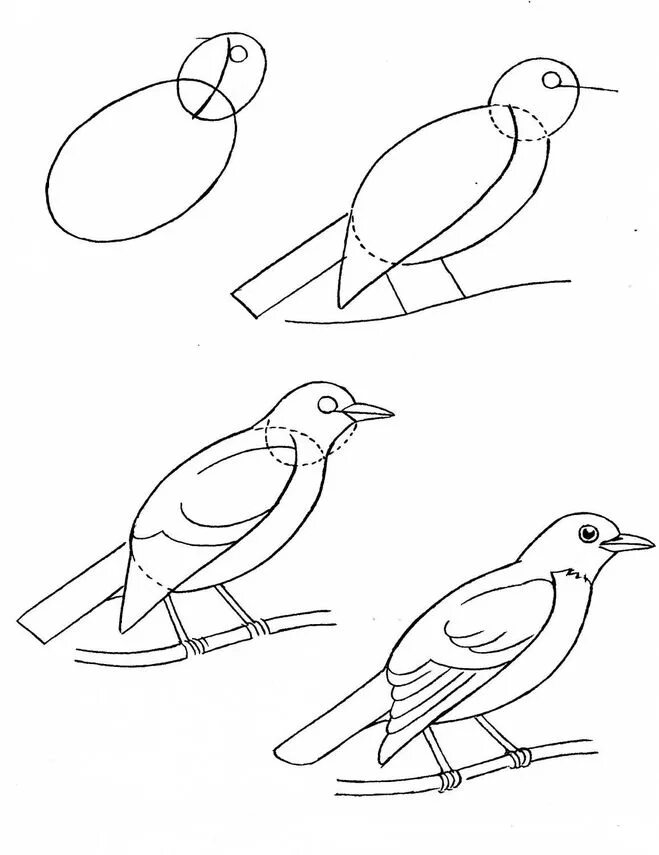 Рисунок птицы 5 класс. Этапы рисования птицы. Поэтапное рисование птицы в старшей группе. Поэтапное рисование скворца. Схема рисования птицы для детей.