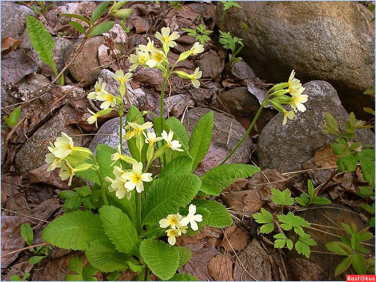 Примула Палласа (Primula pallasii).. Примула первоцвет Кавказская. Первоцвет Палласа . Primula pallasii Lehm.. Примула Степная.