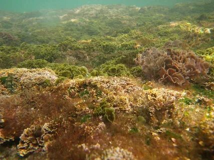 На больших глубинах обитают какие водоросли