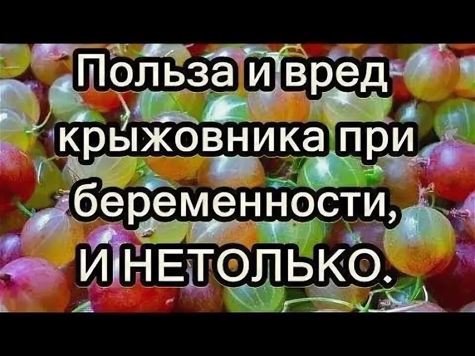Полезные вещества в крыжовнике. Крыжовник витамины. Крыжовник при беременности. Полезные свойства крыжовника для организма человека. Витамины в крыжовнике полезные.