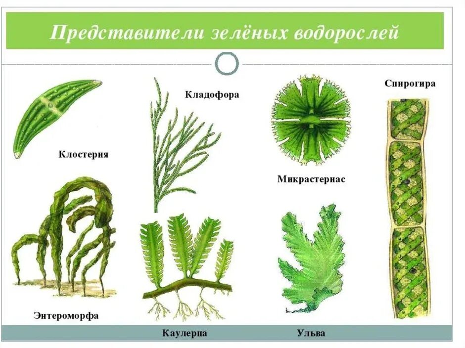Зелёные водоросли представители. Отдел зеленые водоросли представители. Chlorophyta отдел зелёные водоросли.