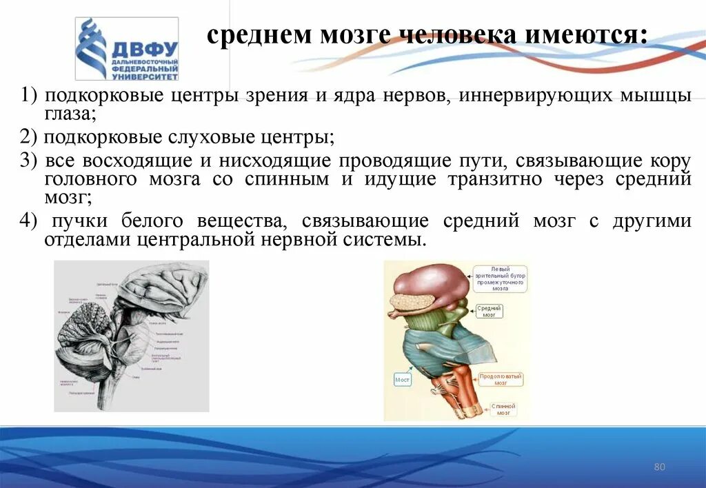 Нервные центры промежуточного мозга. Функциональная анатомия. Функциональная анатомия спинного мозга. Анатомия и физиология спинного мозга презентация. Презентация функциональная анатомия головного мозга.