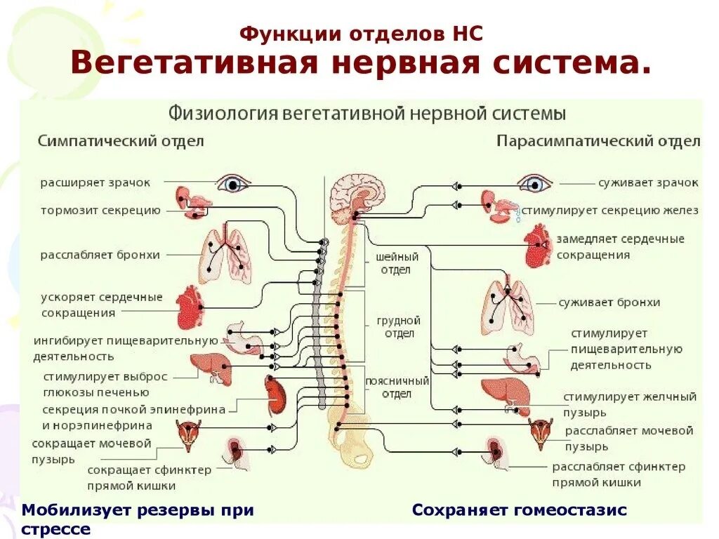 Какие функции регулирует симпатический отдел нервной системы. Функции парасимпатической вегетативной нервной системы. Центры парасимпатического отдела вегетативной нервной системы. В Центральном отделе ядра вегетативной нервной системы. Структура и функции автономной вегетативной нервной системы.