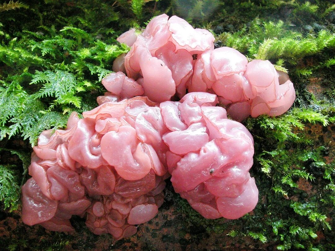 Мясные грибы фото. Аскокорине мясная (ascocoryne sarcoides). аскокорине мясная гриб. гелоциевые грибы. аскокорине мясная фото.