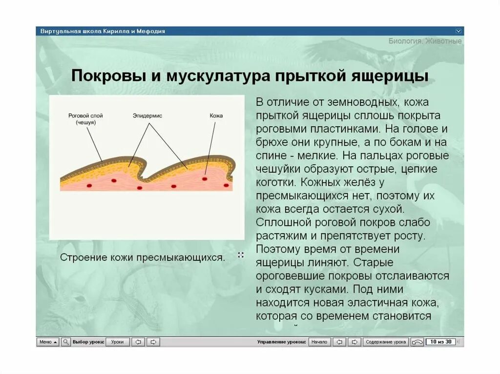 Роговой покров ящерицы. Пресмыкающиеся кожа строение. Слой кожи пресмыкающихся. Покровы тела пресмыкающихся. Строение покровов тела у пресмыкающихся.