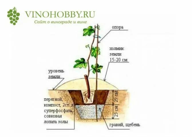 Посадка винограда в теплице для начинающих. Схема посадки саженцев винограда. Схема посадки винограда в теплице. Саженцы винограда. Как ухаживать за виноградом весной