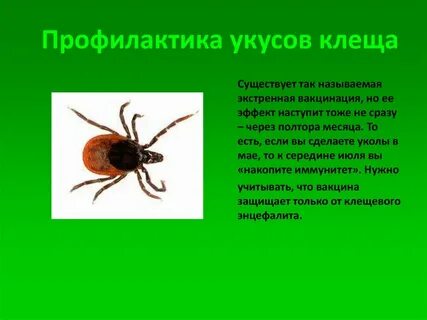Чем опасны клещи для кошек