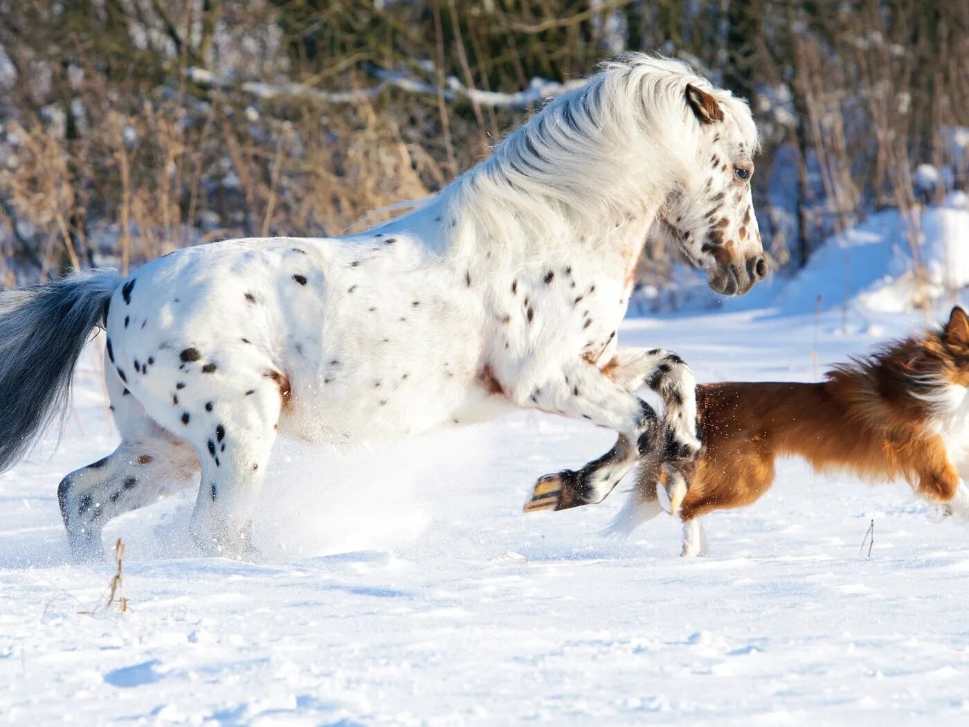 Год собаки лошадь. Лошади в снегу. Лошадь зима. Лошади зимой. Снежные звери.