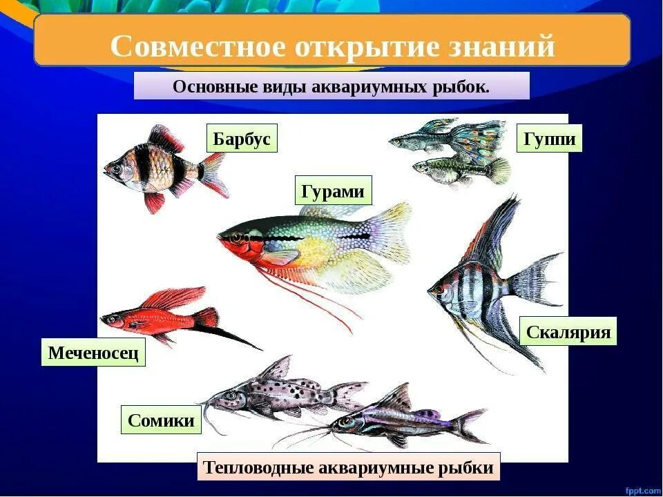 Аквариумные рыбы для детей. Аквариумные гуппи, скалярии, меченосцы, сомики. Аквариумные рыбки с названиями для детей. Аквариумные рыбы для детей с названиями. Аквариумные рыбки картинки с названиями.