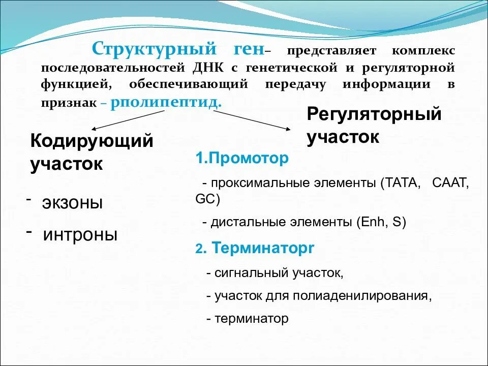 Структурные гены функции. Структурные и регуляторные гены. Структурный ген. Регуляторные последовательности ДНК.