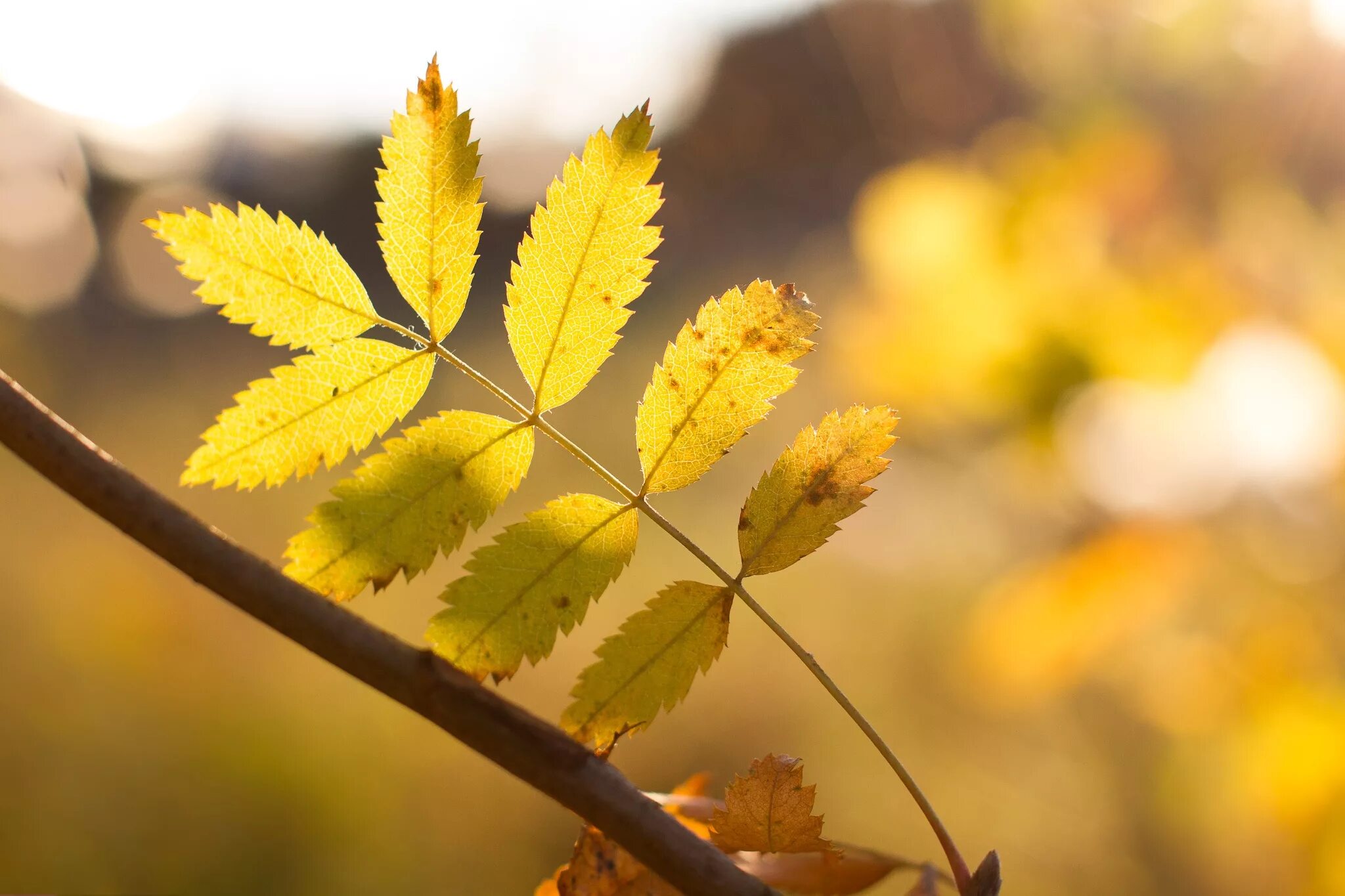 Осень листья похожие. Лист рябины. Листья рябины весной. Солнце в осенней листве. Рябина желтая.