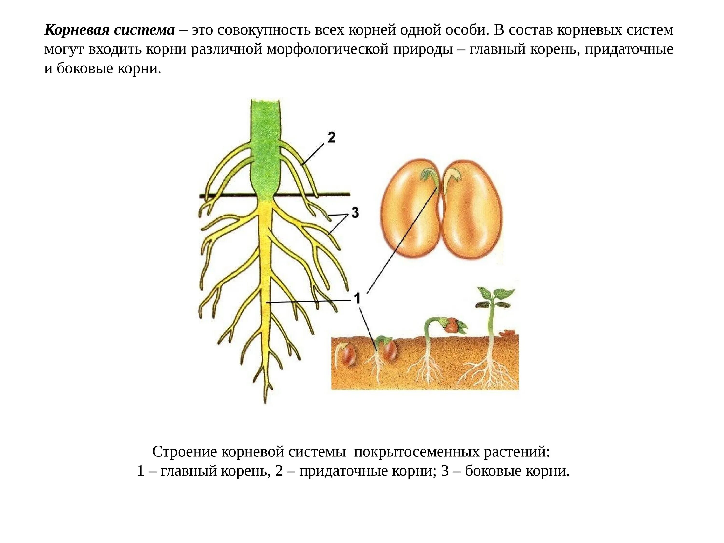 Зародышевый корешок. Ботаника корневая система. Корень (ботаника). Ботаника корень и корневая система.