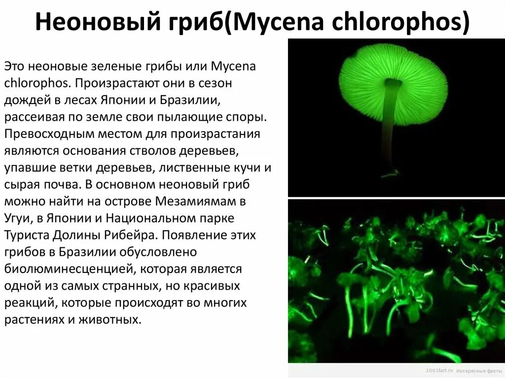 Сообщение о интересном грибе. Сообщение о интересном грибе