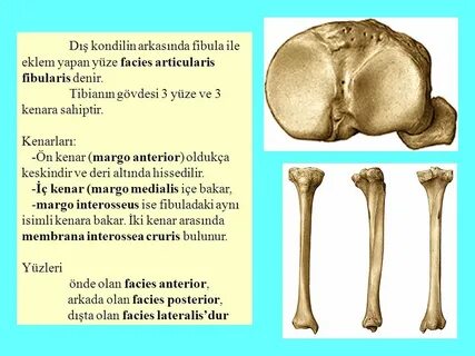 Phlebolithus латынь