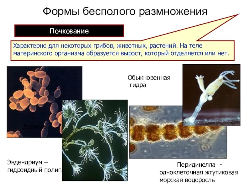 Какие способы размножения характерны для хрящевых. Формы размножения. что характерно для бесполого размножения. почкование характерно для. способ размножения почкование характерно для.