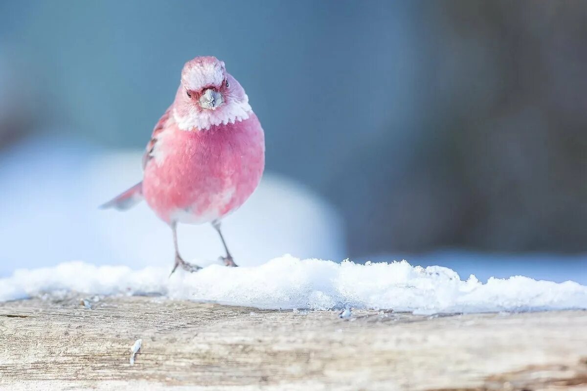 Маленькая розовая птица. Розовая птица. Птичка розовый. Розовая птица небольшая. Розовые маленькие птички.