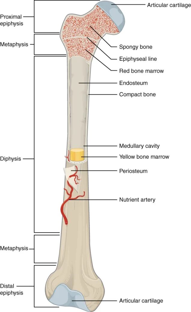 Удлиненная кость. Бедренная кость диафиз эпифиз метафиз. Строение кости диафиз эпифиз. Диафиз бедренной кости анатомия. Эпифиз большеберцовой кости анатомия.
