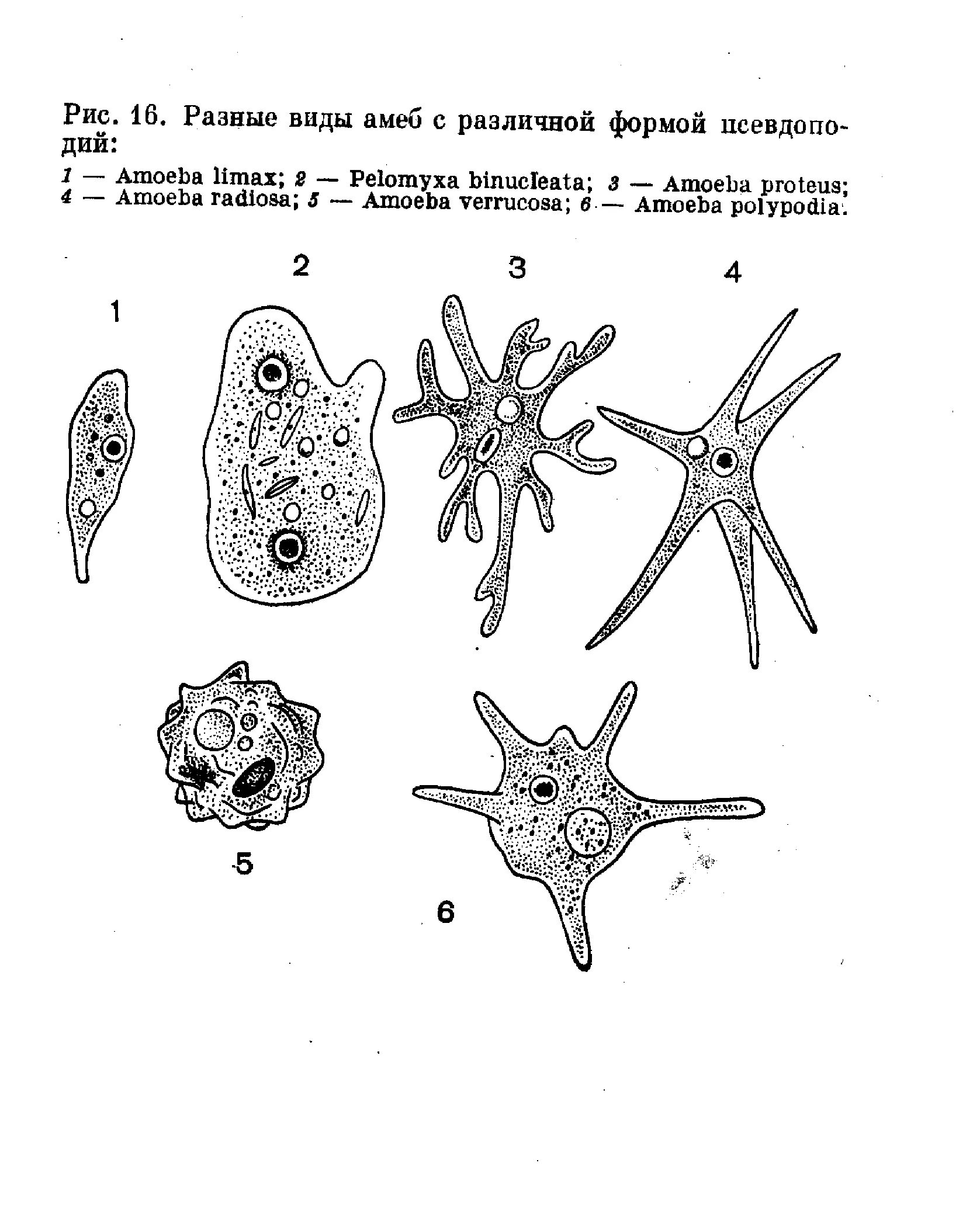 Какой цифрой обозначена на рисунке стадия амебы. Корненожки амеба. Пеломикса амеба. Амеба Лимакс. Амеба веррукоза.