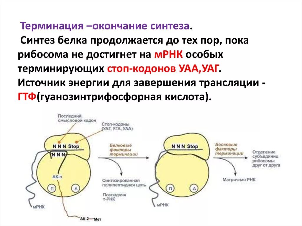 Синтез белка механизмы. Терминация трансляции механизм. Терминация трансляции это в биологии. Биосинтез белка трансляция терминация. Трансляция белка терминация.