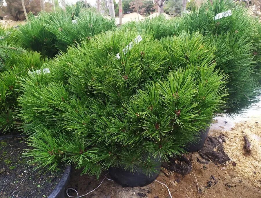 Сосна нигра описание. Pinus nigra Spielberg. Pinus nigra Brepo. Сосна Pinus nigra. Сосна Горная Брепо.