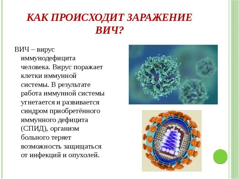 ВИЧ поражает клетки иммунной системы. Вирусы иммунодефицита поражают клетки. ВИЧ вирус иммунодефицита человека.