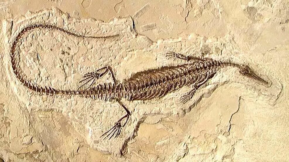 Ископаемый ящер. Fossil окаменелости. Мезозавр окаменелости. Диплокаулус окаменелость. Окаменелость ящерицы.