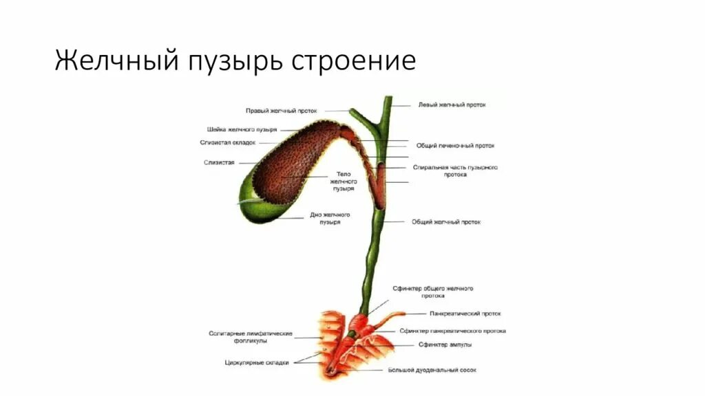 Желчный пузырь шейка тело