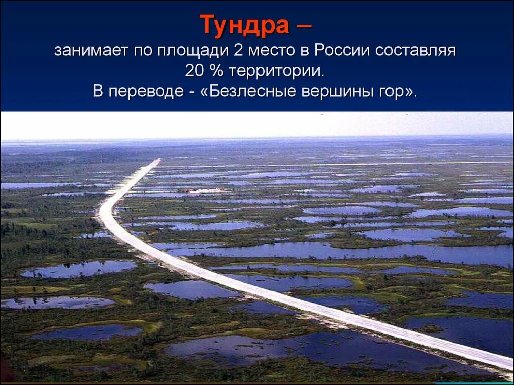 В каком направлении простирается тундра. Тундра Безлесная зона. Площадь тундры. Тундра занимает территории России. Занимаемая территория тундры.