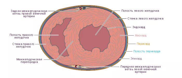 Поперечный срез желудочков сердца. Поперечный срез сердца человека. Поперечный разрез сердца. Строение сердца поперечный срез.