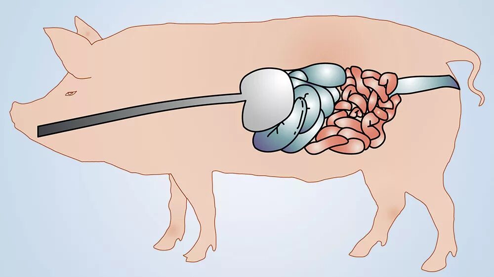 Система пищеварения у свиней. Желудочно кишечный тракт свиньи. Анатомия ЖКТ свиньи. Поджелудочная железа свиньи