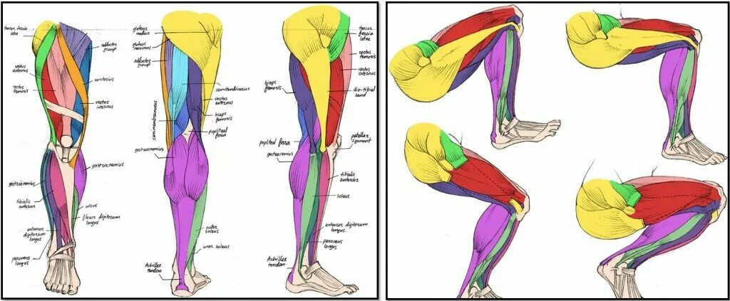 Мышцы в ляшках. Мышцы ноги человека схема. Мышцы ног человека анатомия. Мышцы бедер и ягодиц анатомия. Анатомический атлас мышцы ног.