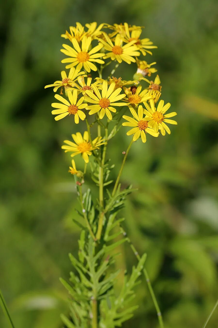 Крестовник Луговой. Крестовник Senecio jacobaea. Крестовник Луговой (Senecio jacobaea l.). Крестовник обыкновенный (Senecio vulgaris). Крестовник обыкновенный