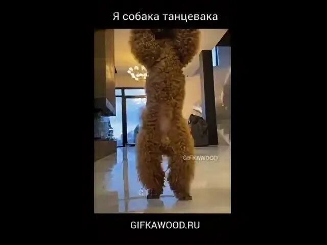 Собака танцует под песню