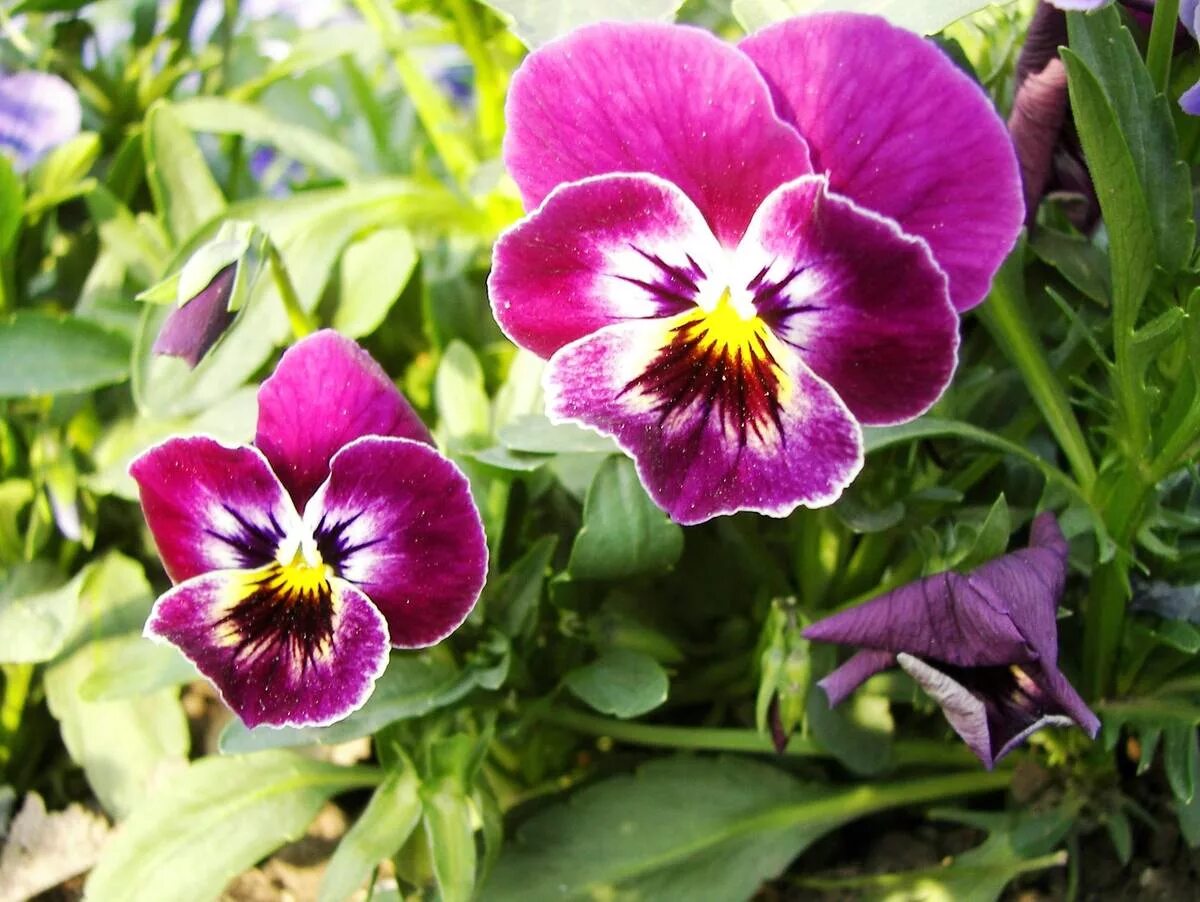 Анютины глазки почему. Анютины глазки, Виола трехцветная. Фиалка трехцветная Viola Tricolor. Фиалка трехцветная (Виола Триколор). 1.5.Фиалка трехцветная (Viola Tricolor l)..