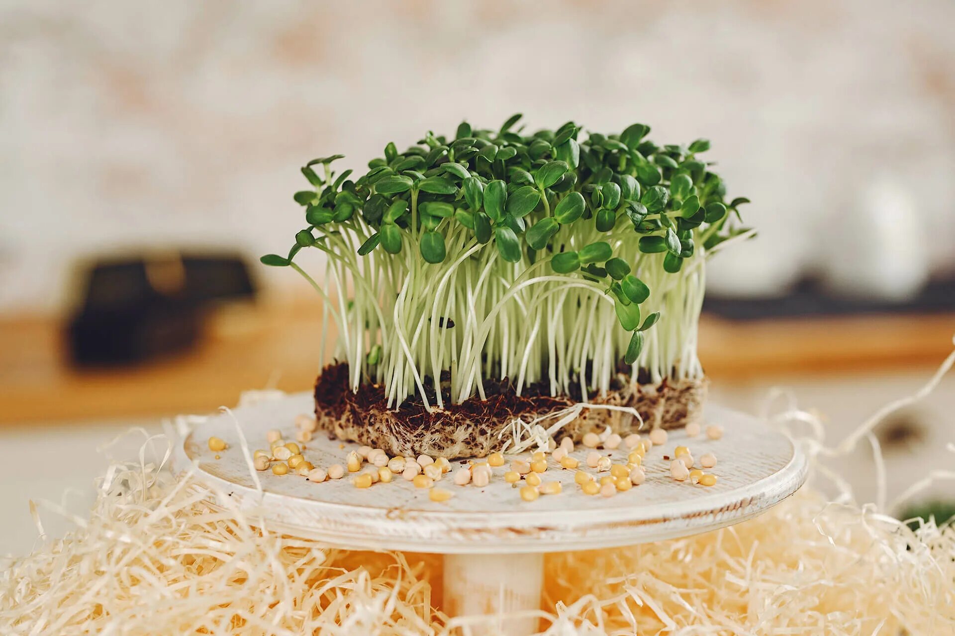 Micro Green микрозелень. Микрозелень лук-порей. Микрозелень на кокосовом субстрате. Руккола микрозелень.