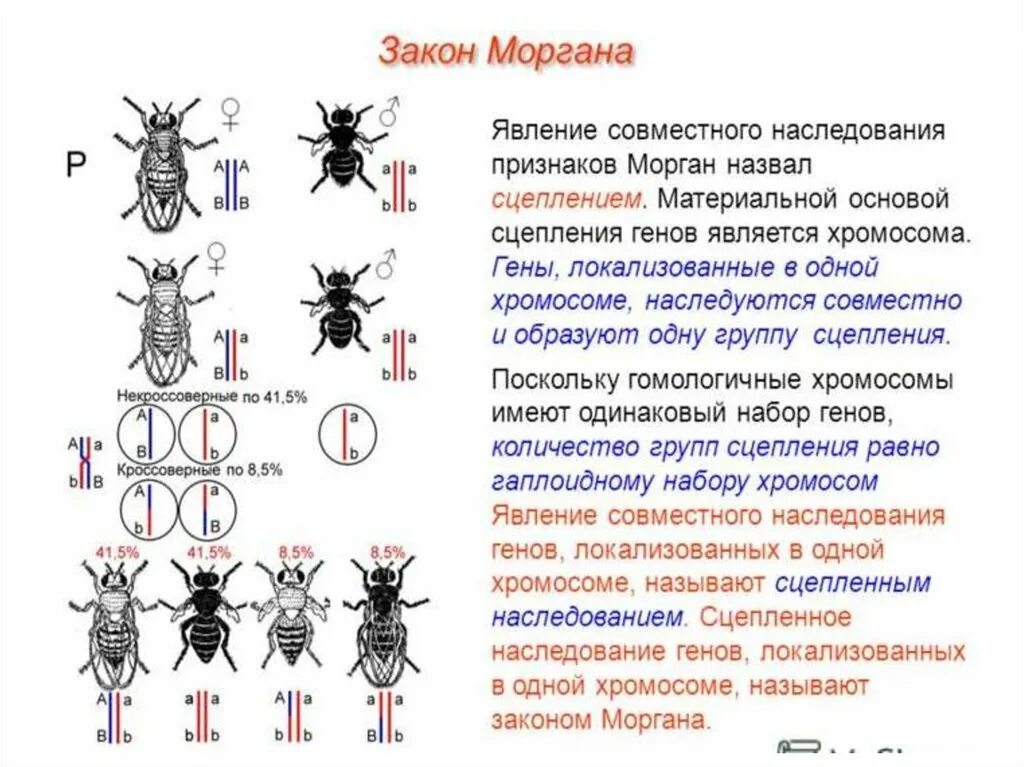 Кто имеет одинаковый набор генов. Опыты Томаса Моргана кроссинговер. Хромосомная теория наследования т Моргана. Теория наследственности Моргана. Закон Моргана о сцепленном наследовании схема.