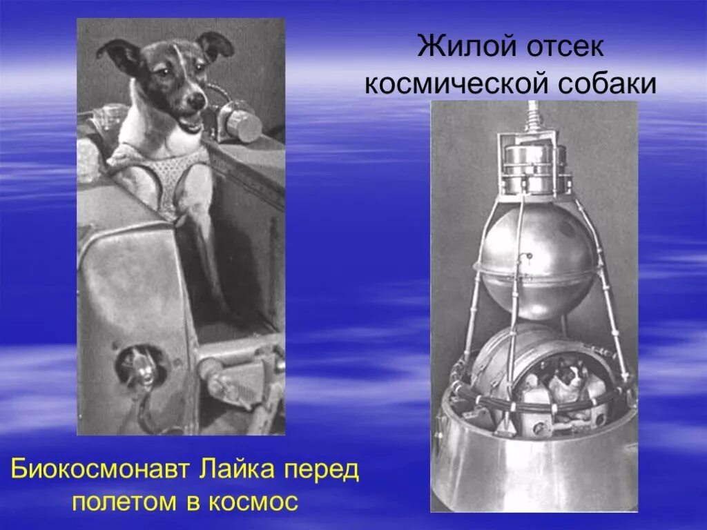 Самая первая собака полетевшая в космос. Лайка первый космонавт. Собака лайка 1957. Первая собака космонавт лайка. Собака лайка полетевшая в космос.