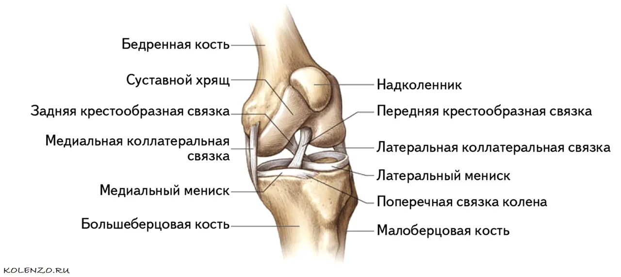 Тип соединение бедренной кости. Коленный сустав строение анатомия связки. Суставной хрящ большеберцовой кости. Коленный сустав анатомия вид сбоку. Поперечная связка коленного сустава анатомия.
