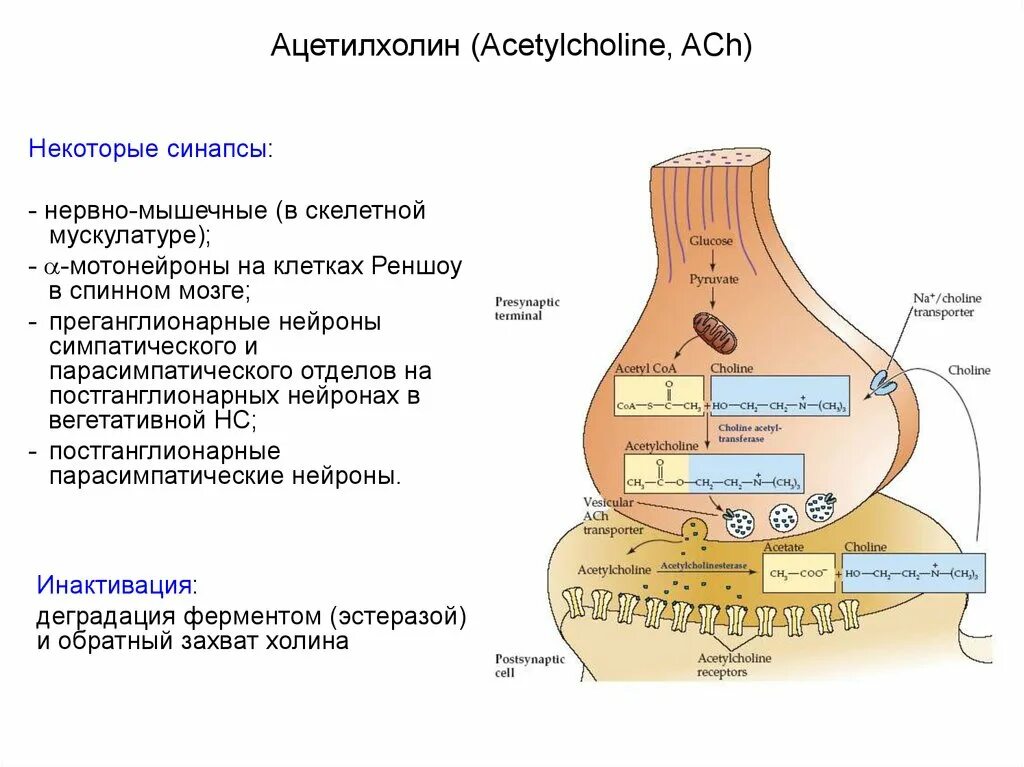 Ацетилхолин нейромедиатор функции. Медиатор синапса ацетилхолин. Схема холинергического синапса. Ацетилхолин строение Синтез. Ацетилхолин сердце сокращение