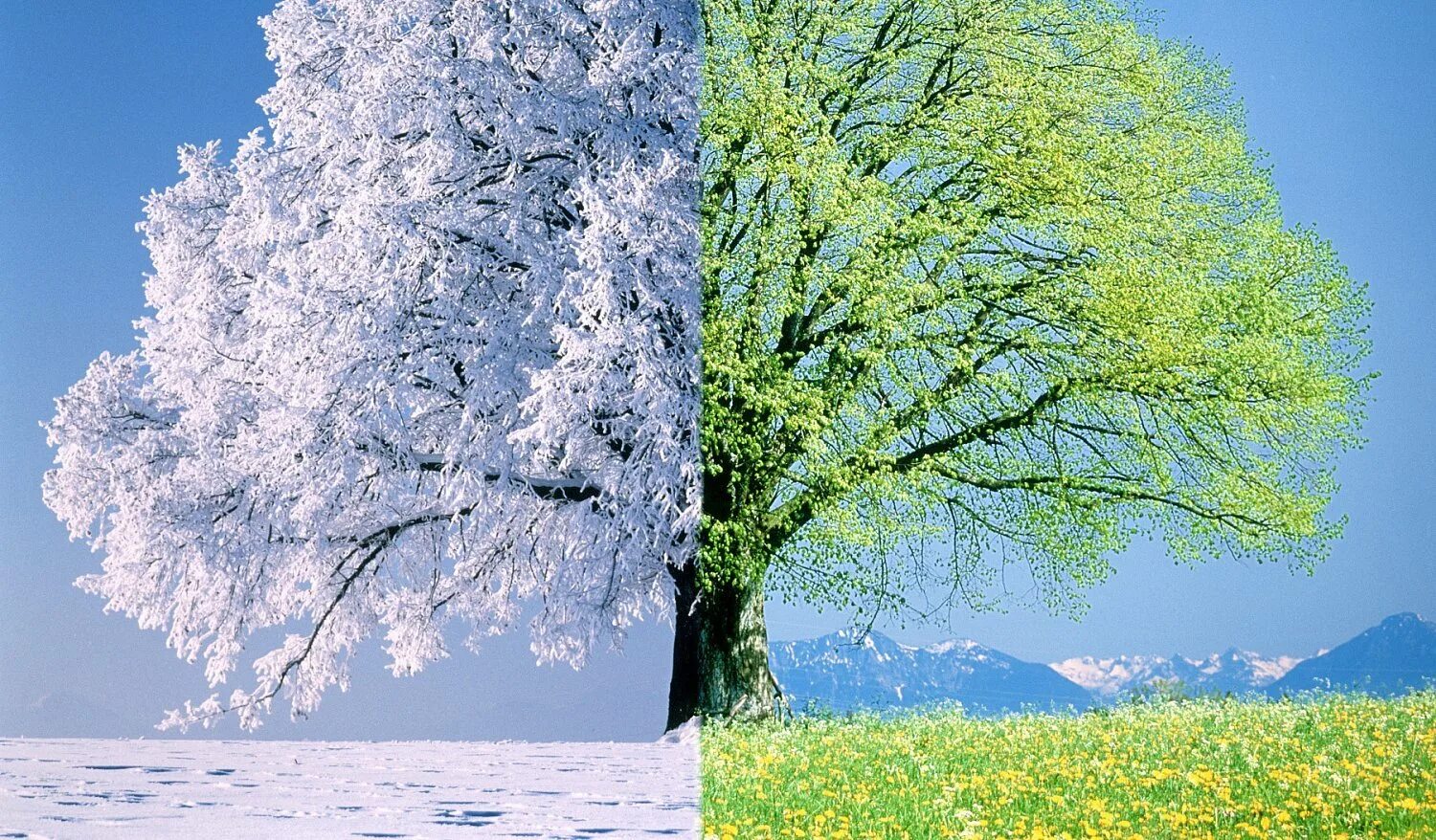 Песня летняя зима зимнее лето. Дерево зимой и летом. зима весна. зима лето. зимние деревья.