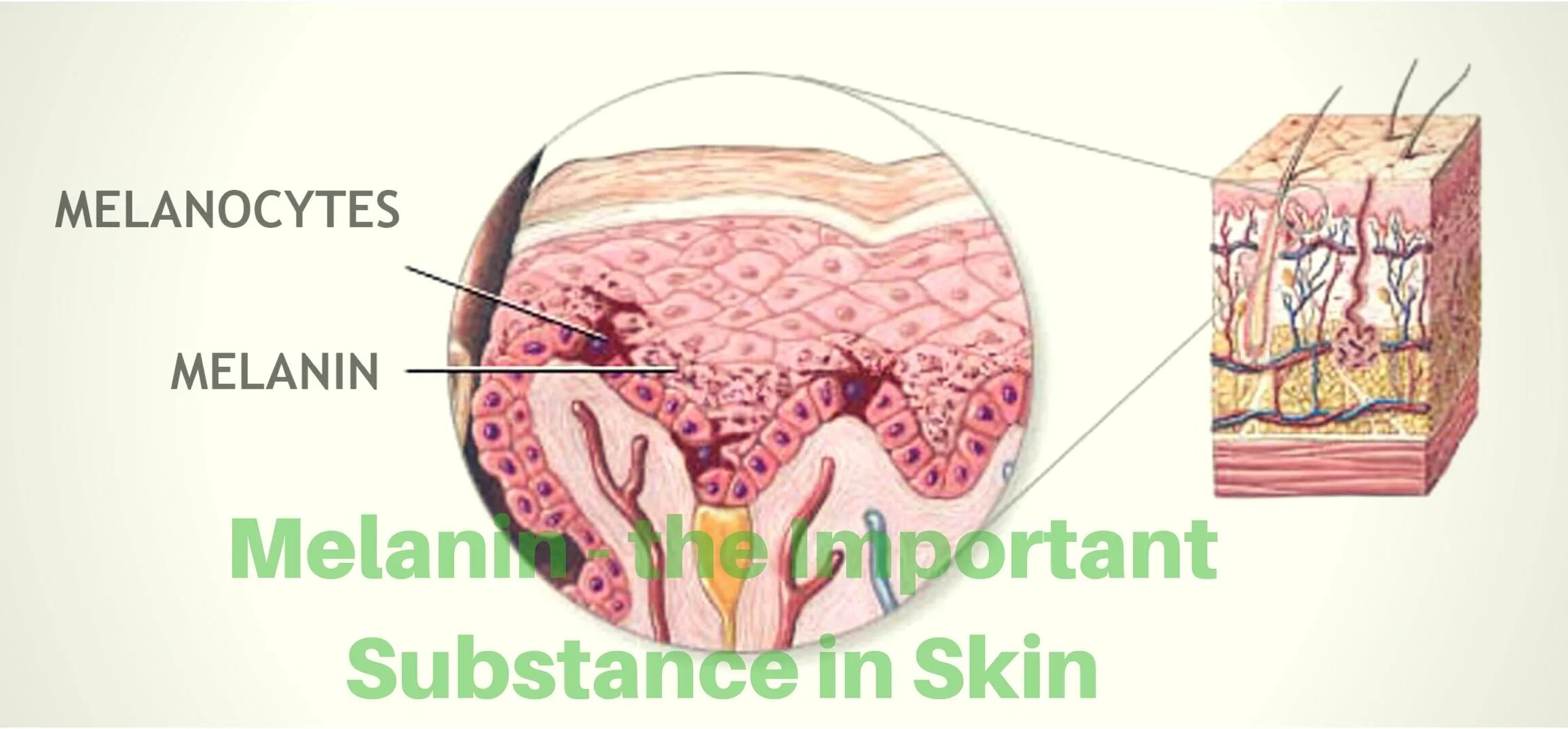 Пигмент кожи меланин находится. Меланин в эпидермисе. Пигмент меланин.
