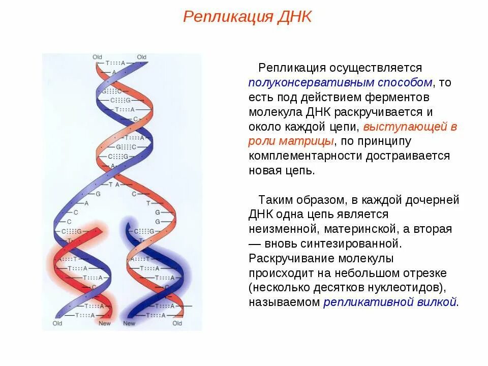 Структура двойной спирали днк. Схема строения молекулы днк. Поперечные сшивки днк. Вторичная структура молекулы днк. Двойная спираль молекулы днк.
