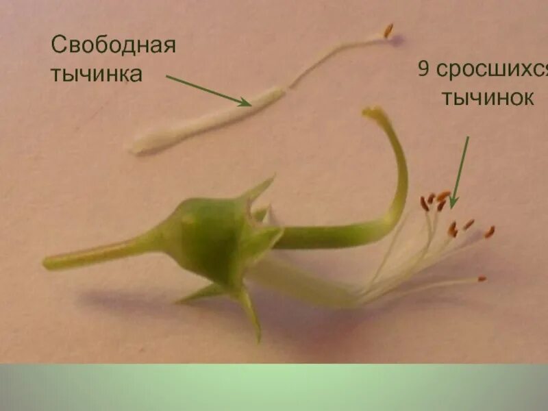 Цветок гороха тычинки и пестик. Тычиночная трубка гороха. Сросшиеся тычинки. Свободные тычинки.