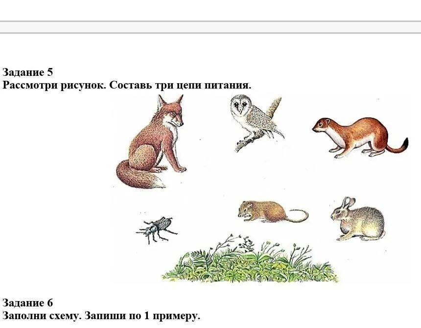 Задание 1 рассмотрите рисунок. Цепь питания с куницей. Цепи питания задания. Пищевая цепочка с куницей. Цепочка питания куницы.