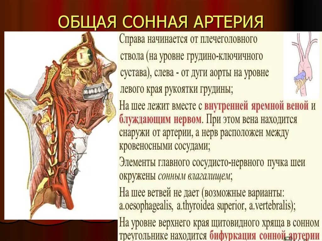 Где находится сонная артерия слева. Общая Сонная артерия. Уровень бифуркации общей сонной артерии. Начало общей сонной артерии. Сосуды общей сонной артерии.